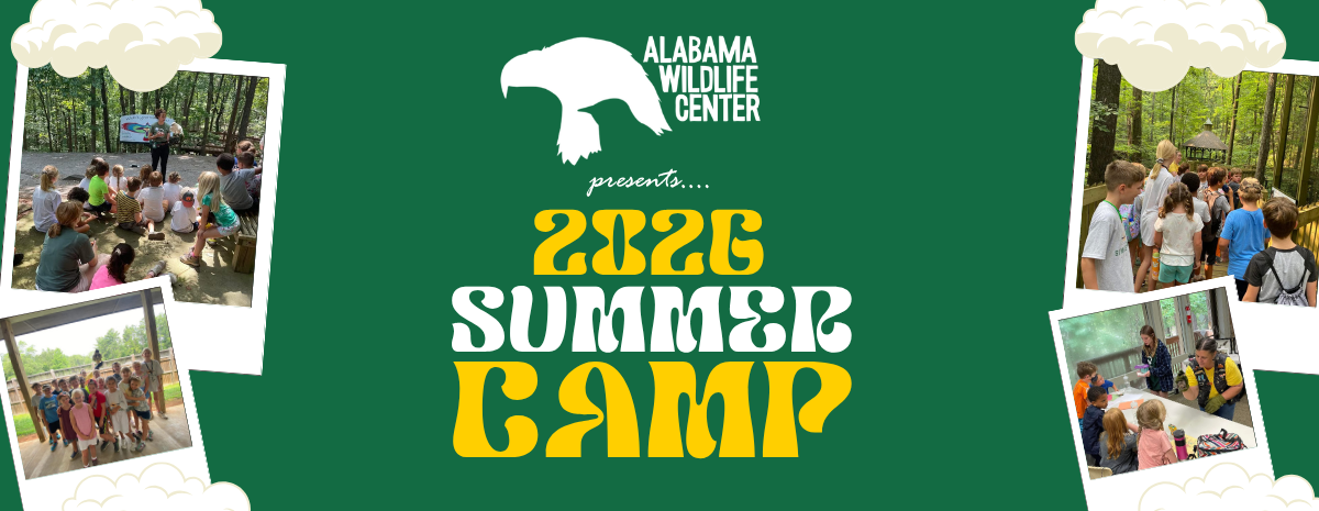 Summer Camp 2026